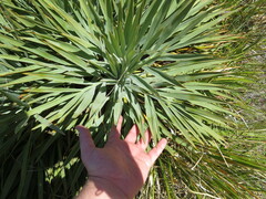 Aciphylla scott-thomsonii