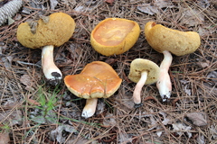 Xanthoconium purpureum