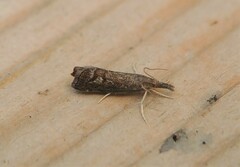 Neodactria caliginosellus