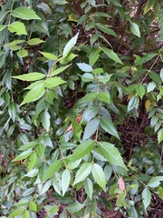 Atherosperma moschatum