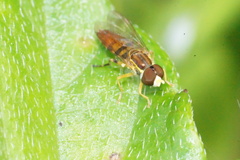 Toxomerus floralis