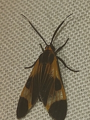 Dycladia
