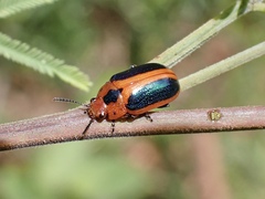 Calomela curtisi