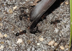 Camponotus terebrans