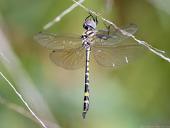 Hemicordulia intermedia