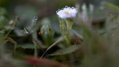 Plagiobothrys collinus