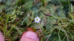 Plagiobothrys collinus