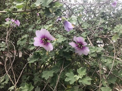 Malva subovata