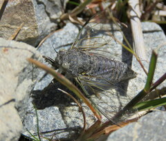 Maoricicada mangu mangu