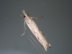Orocrambus flexuosellus