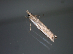 Orocrambus flexuosellus