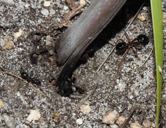 Camponotus terebrans