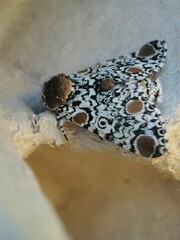 Harrisimemna trisignata