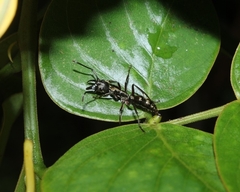 Neoponera