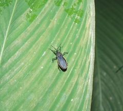Ectrichodiinae