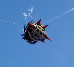 Gasteracantha cancriformis