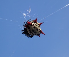 Gasteracantha cancriformis