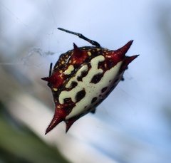 Gasteracantha cancriformis