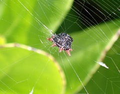 Gasteracantha cancriformis