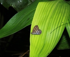Amiga arnaca