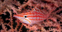 Oxycirrhites typus