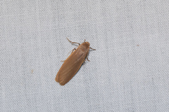 Danielithosia immaculata