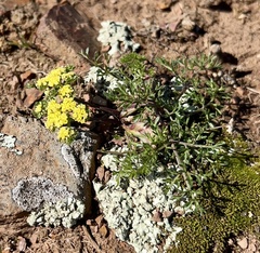 Lomatium utriculatum