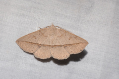 Ugia purpurea