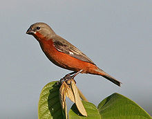 Ruddy-Breasted Seedeater photo 4