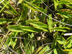 Aciphylla monroi