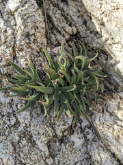 Dudleya saxosa