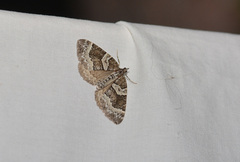 Eulithis explanata