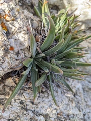 Dudleya saxosa