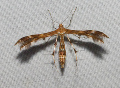 Dejongia lobidactylus