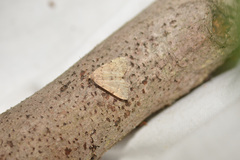 Phalaenostola eumelusalis