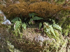 Asplenium pinnatifidum