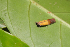 Piesmopoda semilutea