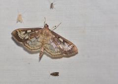 Herpetogramma thestealis