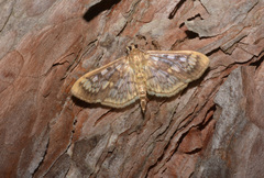 Herpetogramma thestealis