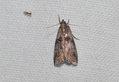 Acrobasis angusella