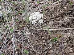 Lomatium geyeri