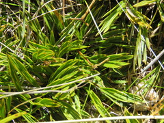 Aciphylla monroi