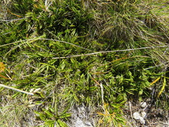 Aciphylla monroi