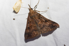 Hypena palparia