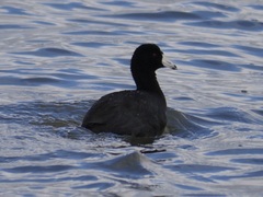 Fulica americana americana