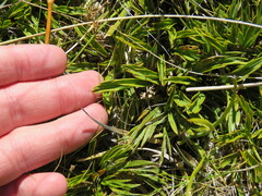 Aciphylla monroi