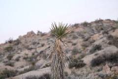 Yucca schidigera