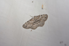 Iridopsis vellivolata