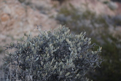 Simmondsia chinensis