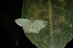 Hemithea tritonaria